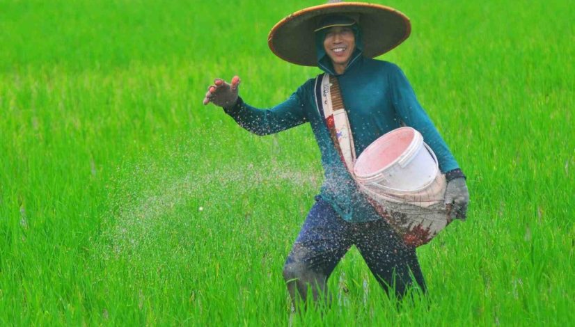 Petani